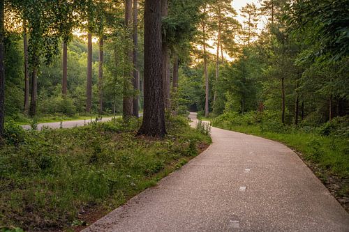 Fietspad door het Speulderbos tijdens de zonsopgang.