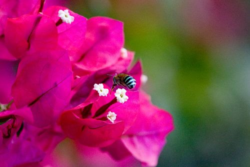 Inspection des abeilles
