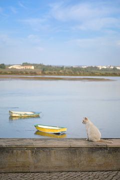Dromer - Cremekleurige kat kijkt uit over de rivier met bootjes in Portugal van Annette Hagemeijer