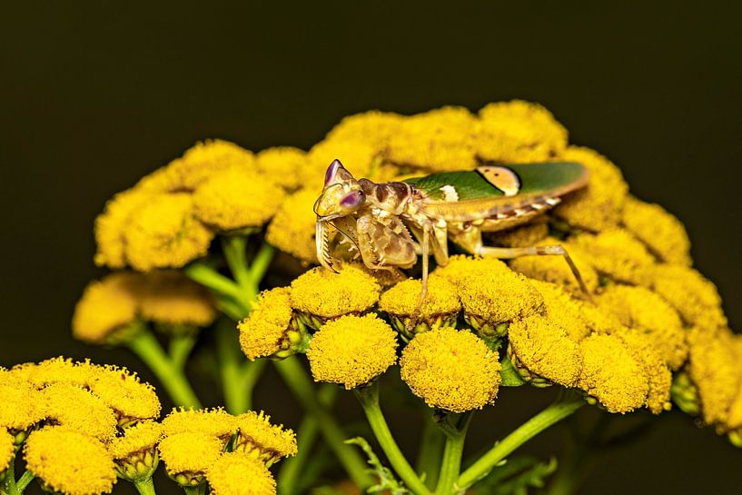 Asiatisch Blütenmantis von Roland Brack