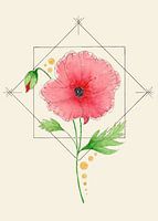 Feminine Focus | coquelicot