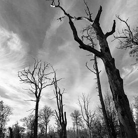 Silhouetten von kahlen Bäumen - Hutenwald Bentheim von Marika Rentier