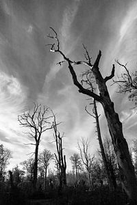 silhouetten van dorre bomen - winterwoud