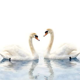 Zwei weiße Schwäne auf stillem Wasser von Kristin M