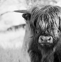 Haircut required