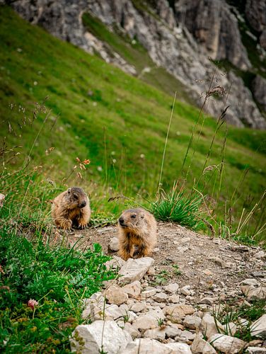 Spielen in den Bergen