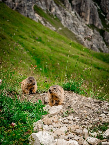Spelen in de Bergen van Carmen Nijman