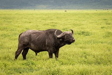 Afrikaanse buffel in de Ngorongoro krater van OCEANVOLTA