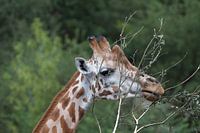 Close up van een etende giraffe met een rustige groene achtergrond 