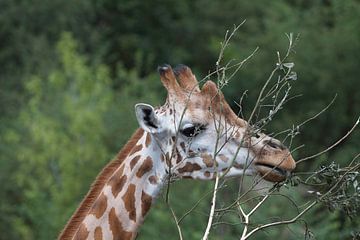 Close up van een etende giraffe met een rustige groene achtergrond  sur Malu de Jong