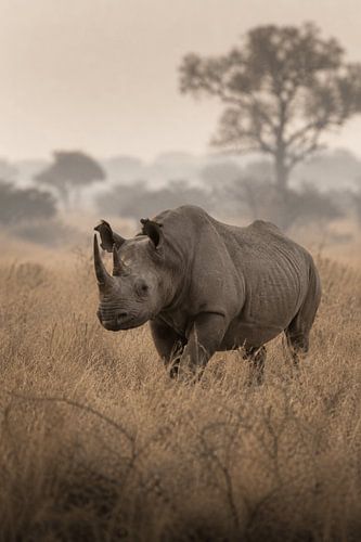 Rhinoceros in the African Savannah – Fine Art Wildlife Photography by Design Wall Arts