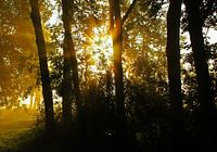 Sonnenstrahlen