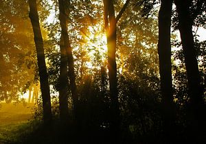 Sonnenstrahlen