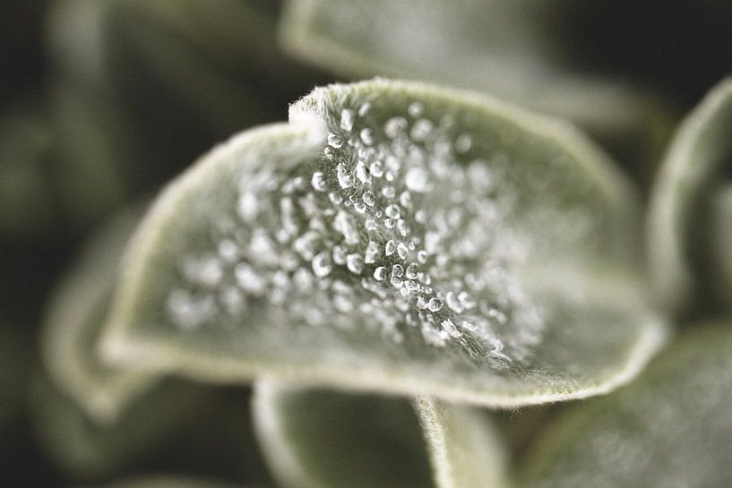 Stachys von Sandra Hogenes