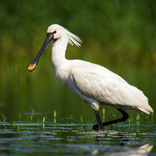 Der raffinierte Löffelhund von Sander Dreschler