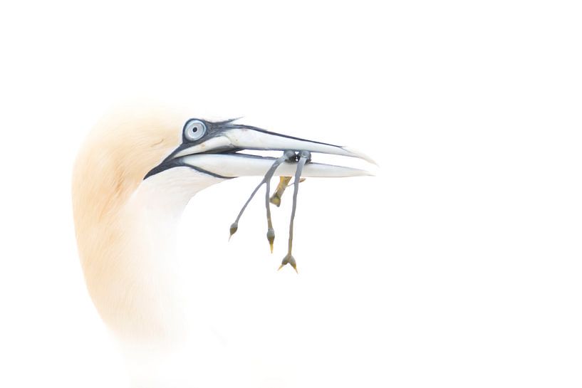 Jan van gent with seaweed by Milou Hinssen