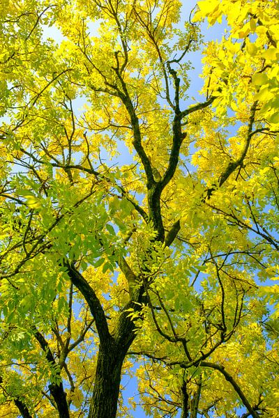 Takken met geel en goudkleurige bladeren van een Gouden Es in de herfst van Sjoerd van der Wal