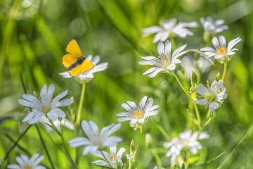 Gelber Schmetterling an der Wand