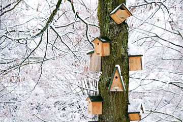 Vogelhäuser im Winter von The Book of Wandering