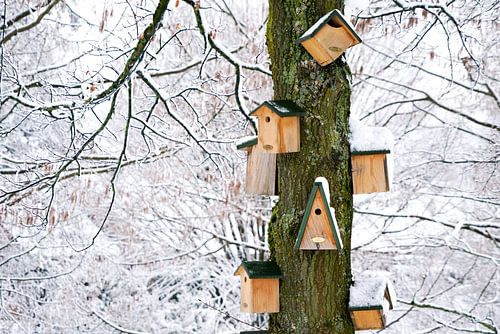 Maisons d'oiseaux en hiver