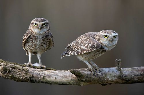 Steenuil, (Athene noctua)