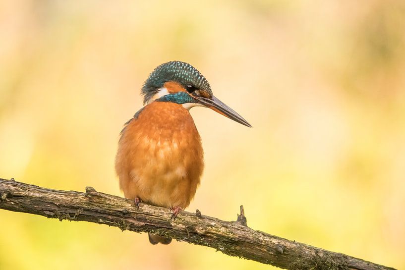 Kingfisher, Alcedo atthis by Gert Hilbink