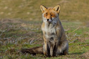 Red Fox by Dries Vermeulen