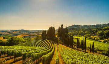 Wijngaarden en cipressen in Maremma, Toscane van Stefano Orazzini