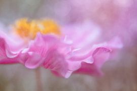 elated by Anneliese Grünwald-Märkl