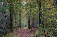 Wandelpad in het bos met perspectief van rij herfst bomen van Trinet Uzun thumbnail