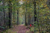 Wandelpad in het bos met perspectief van rij herfst bomen
