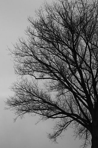 Boom in het zwart/wit