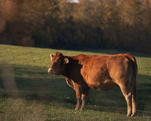 Vache au soleil du matin