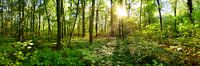 wild forest
