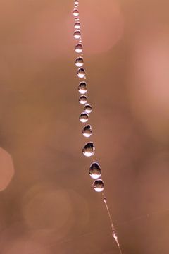 A String Of Dewdrops sur Ingrid Leegte