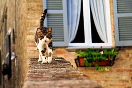 I'm coming! by Matthijs de Rooij