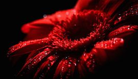 Bloemen met regendruppels