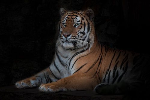 De tijger ligt en kijkt aandachtig geïsoleerde zwarte achtergrond blik en vrolijkheid in het nieuwe 