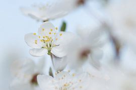 Weiße Blüte von Martzen Fotografie