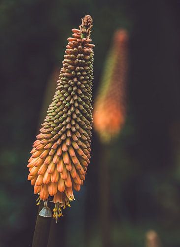 Blumen Teil 399