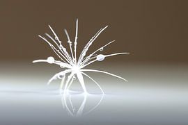 Paardenbloempluis wit beige van shoott photography