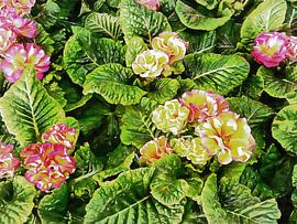 Primrose Performance by Dorothy Berry-Lound