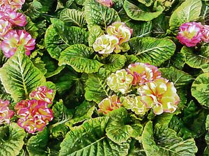 Primrose Performance