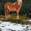 een mooi lichtbruin paard staat in een besneeuwde weide van Thomas Heitz