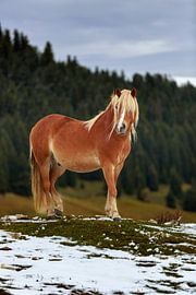 a beautiful light brown horse stands in a snow-covered meadow