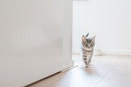 Door de gang struinend