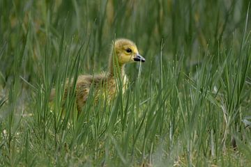 Gosling between grass by Kim de Been