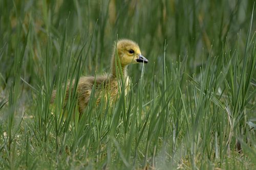 Gosling between grass