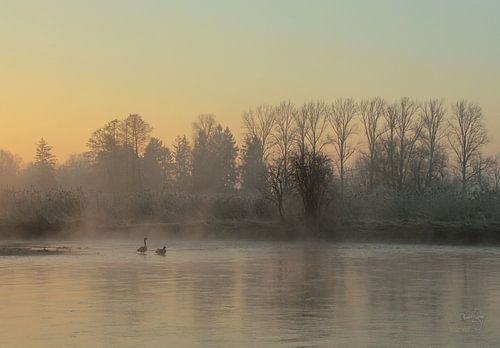 Wildgänse auf der Kiesbank