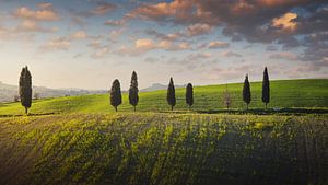 Zypressen entlang eines Hügels. Pomaia, Toskana